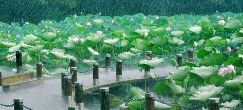 雨水，天赐的肥水