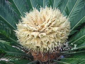 松树开花，那绿色的小秘密