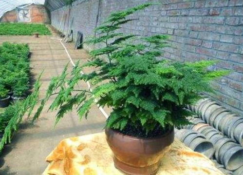 文竹造景图片大全，别人家的文竹都长这样