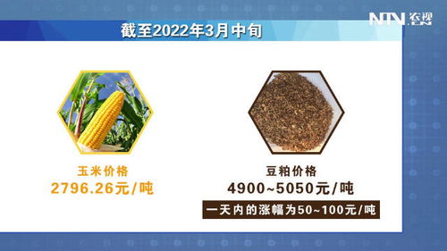 代工饲料可靠吗？养殖户如何避坑，实测省6万成本？