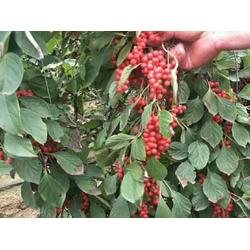 五味子种植：种子与种苗哪个梗适合新手？