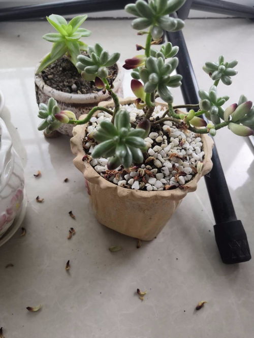 虹之玉锦掉叶子怎么办？是浇水过多还是光照不足