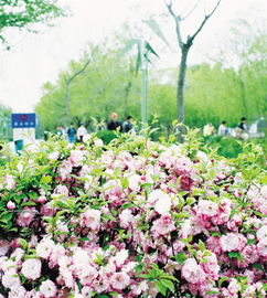 花儿们的生命力