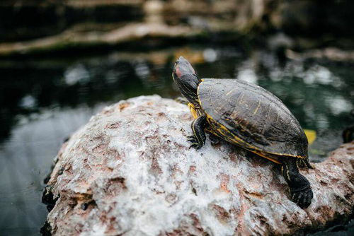 乌龟水浇花对植物生长有正面影响吗