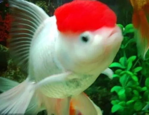 多菌灵对鱼缸中的鱼类和植物平安吗？