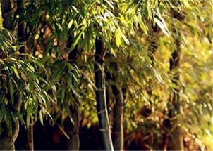 分株繁殖，注意事项多