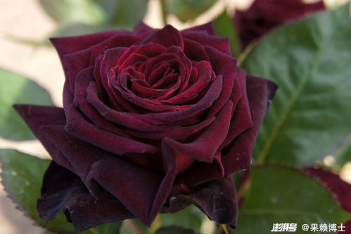 月季的阴凉角落也嫩绽放美丽