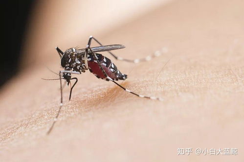 产母虫管理：关注产母虫生命周期