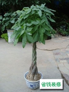 发财树：客厅中的风水旺财宝