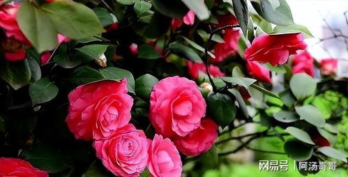 探寻最美茶花，从花色、花型、香气、花期和观赏性五个方面