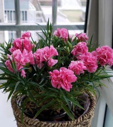 网购花草的运输问题