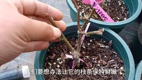 月季裸根苗远距离运输后的定植上盆技巧