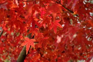 二、 一串红：鲜艳的点缀