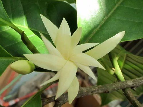 富贵竹的急救三步曲