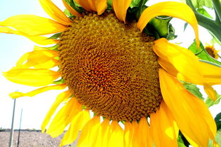 向日葵：积极向上，寓意美好