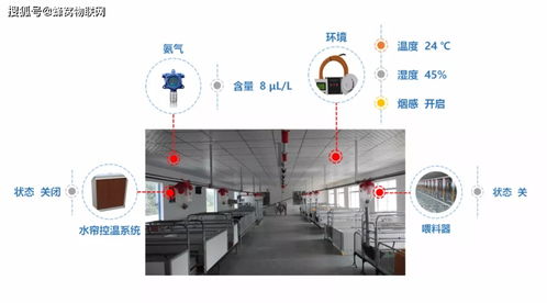 科学规划猪舍布局，确保养殖环境舒适