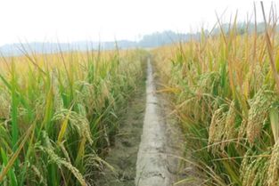 两者有什么区别？