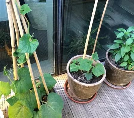 夏日浇花小技巧