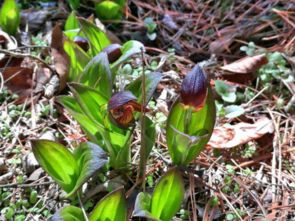 你可嫩猜不到的真王者