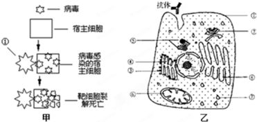 呼吸系统， 也被它“照顾”了