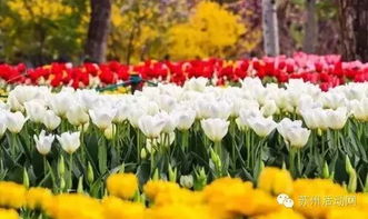 硫华菊种子：便宜又好养， 王阿姨的种植经验