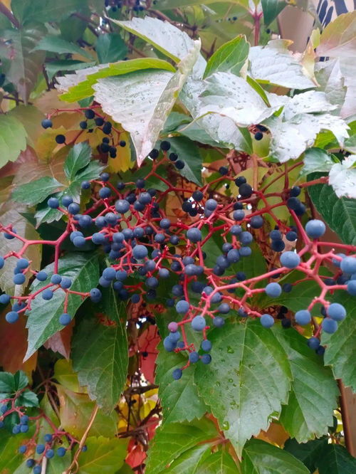 爬山虎的果子，你了解多少？