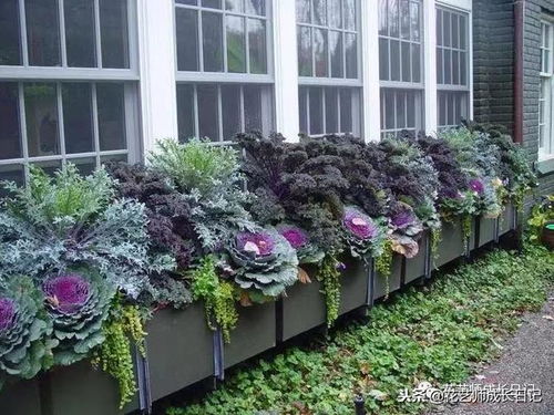 花坛里的五彩世界