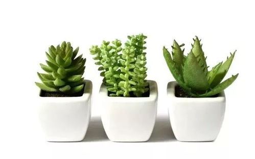 速生植物，快速收获成就感