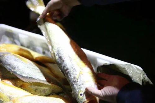 黄鳝捕捞技巧：最快速诱饵选择与野生捕捉指南