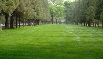 冷季型草坪冬季养护管理全攻略