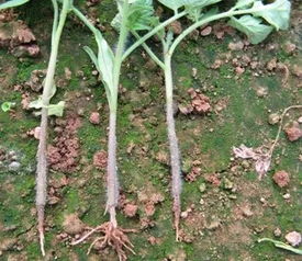 瓜苗萎蔫，丙环唑的锅？