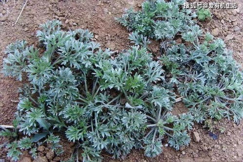 茵陈栽培技术，关注土壤、气候、病虫害防治等关键环节