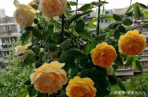 土壤选择， 黄金庆典的温馨小窝