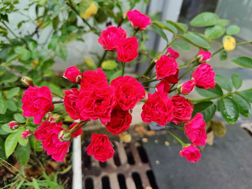 施磷钾肥， 增强月季耐寒性