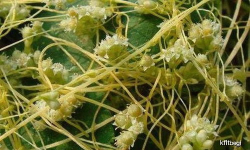 防治菟丝子的农药有哪些？