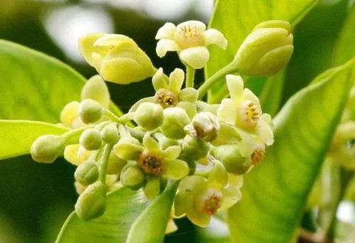 河南香花槐， 你的园艺好帮手