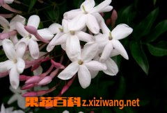 素馨花精致如画，它好养吗