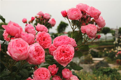 雨雪天的月季大棚管理小窍门