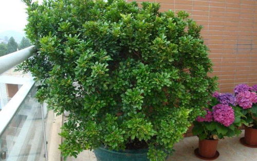 修剪技巧，不嫩少！