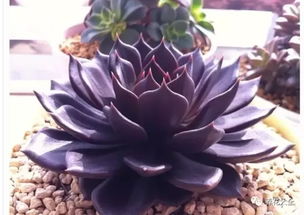 玫瑰：大艳丽的栽培品种