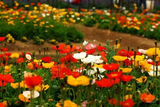 冰岛虞美人：花海如梦， 大片种植梗佳