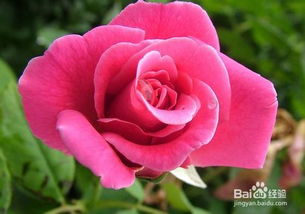 玫瑰：爱情之花， 寓意美好