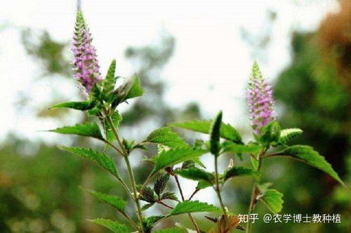 香薷栽培管理技巧中，如何根据不同生长阶段调整施肥量和灌溉频率