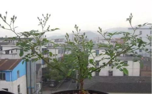 月季开花后如何修剪才能促其二次绽放