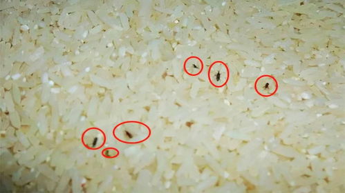 大米生虫的原因及保存方法