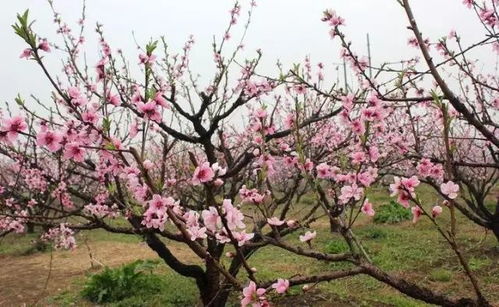 春意盎然：桃花盛开，果实累累（桃花纷飞）