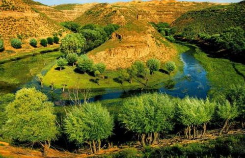 红薯：沙地里的宝贝