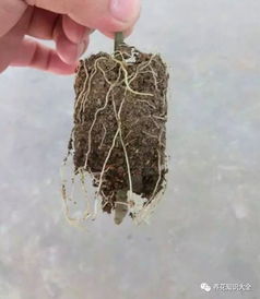 一帆风顺的扦插与分株繁殖技术有哪些注意事项