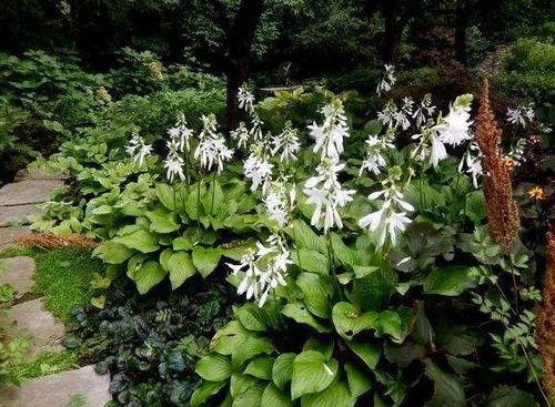 玉簪花：耐寒耐阴，庭院新宠