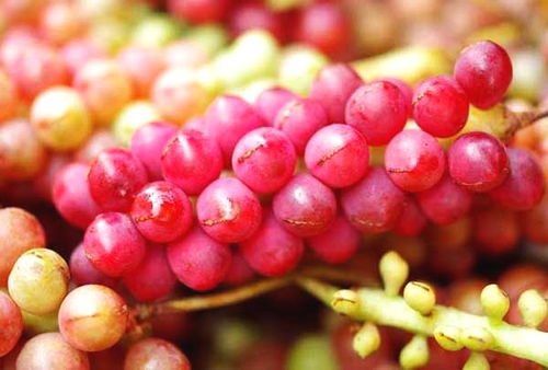 新手必kan：这些栽苗坑千万别踩